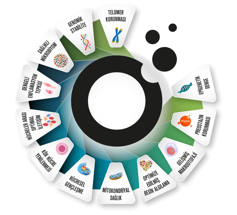 The Hallmarks of Longevity: 12 biological processes around the Longevicals logo